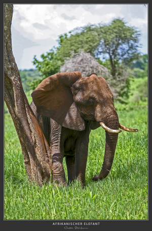 Elefant - Afrika
